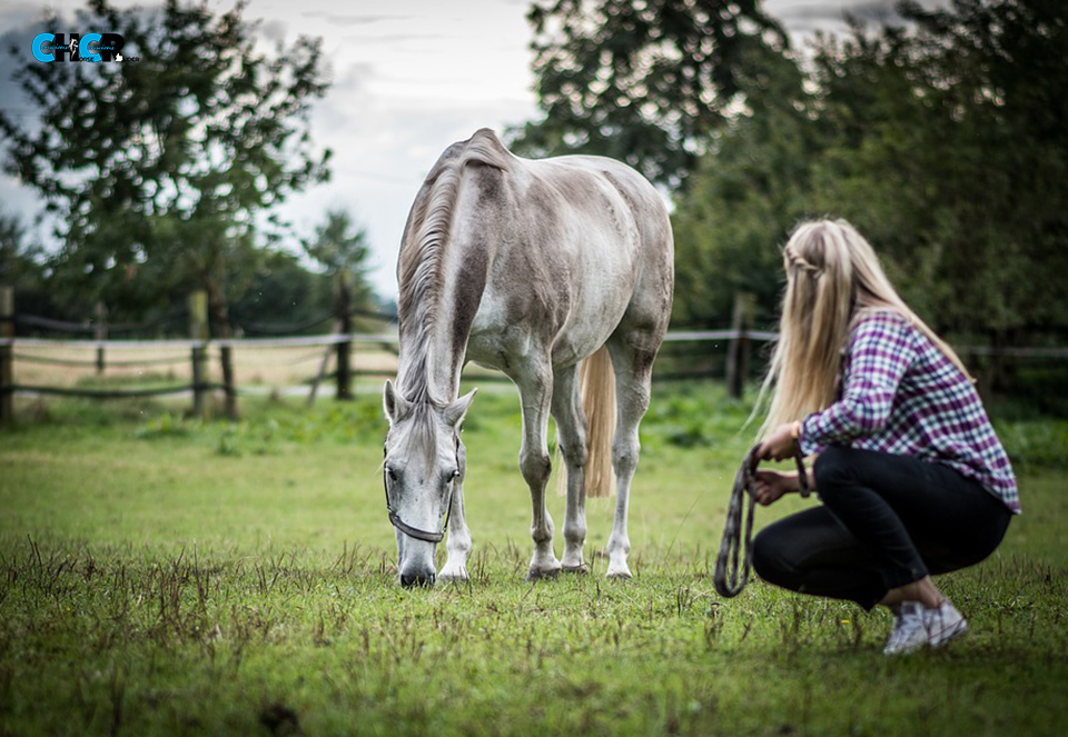horse