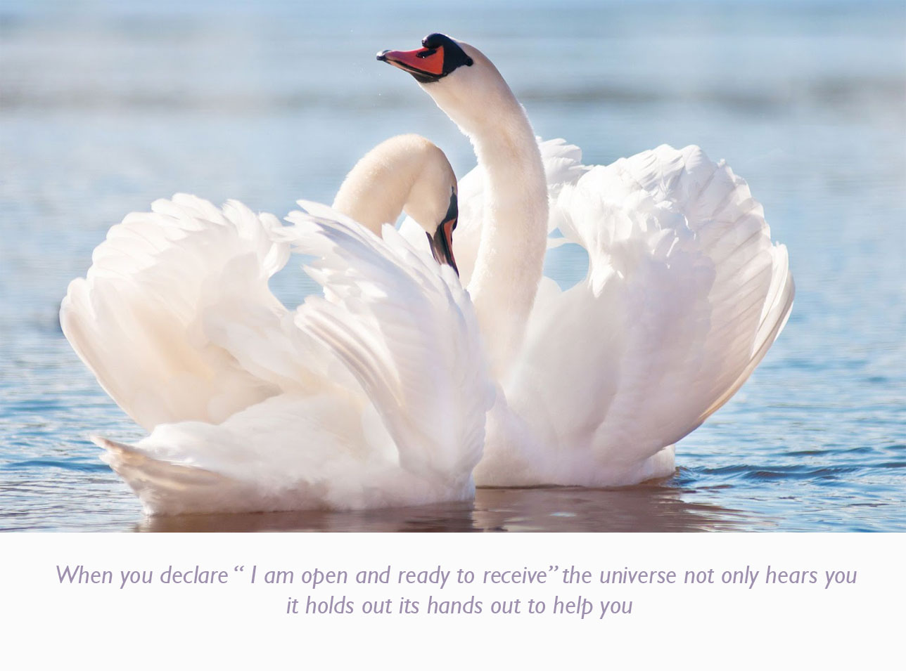white-swans-lovely-wallpaper copy